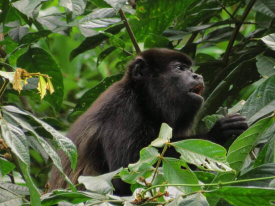 Buena Vista Costa Rica Tour