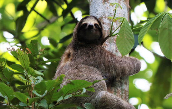 Sloths costa rica tours