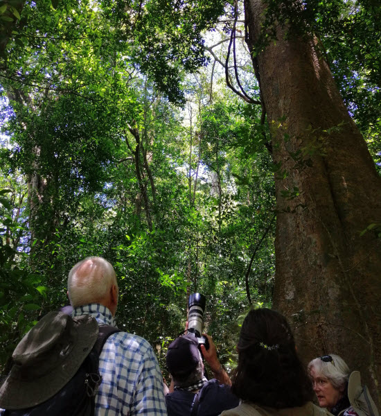 Llanos de Cortés Waterfall, Rain forest and Sloths Adventure