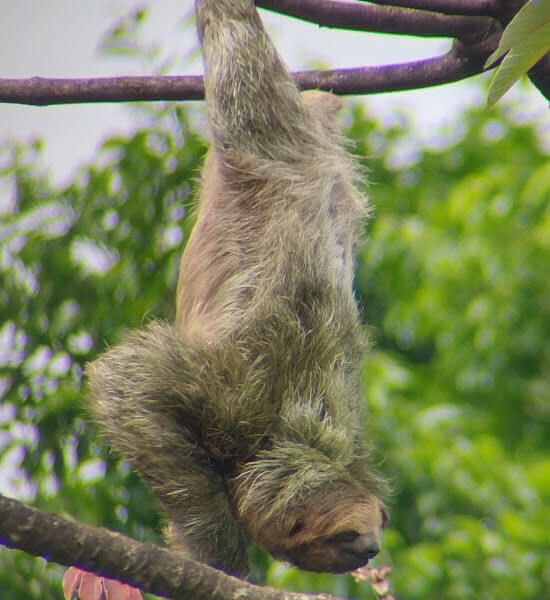 Llanos de Cortés Waterfall, Rain forest and Sloths Adventure